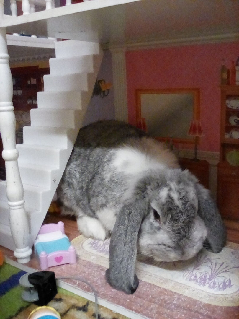 Bertie the Bunny